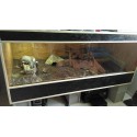 Terrarium pour varan