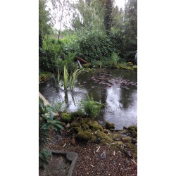 Bassin 5000 litres avec ponton