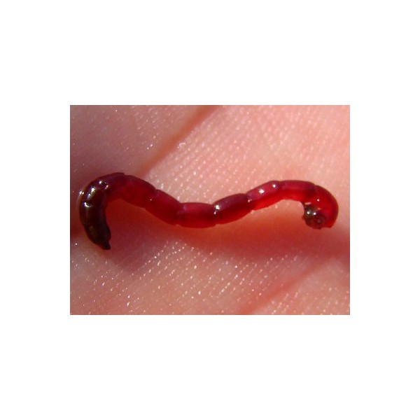 Vers de vase vivant 90ml Aquabiance