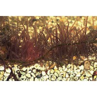 Tubifex vivant 90ml