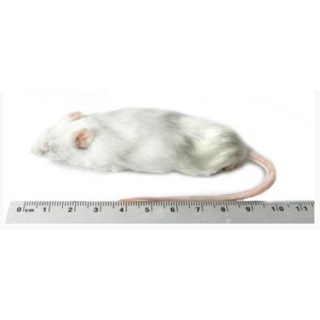 Souris grosse 25-30g congelée