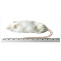 Souris grosse 25-30g congelée