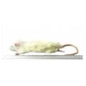 Rat moyen 90-150g congelé