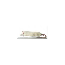 Rat jumbo +450g congelé