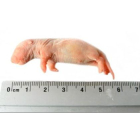 Rat bébé 4-10g congelé