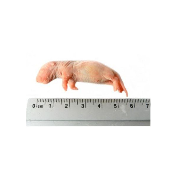 Rat bébé 4-10g congelé