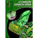 Le Caméléon Casqué du yémen - Chamaeleo calyptratus