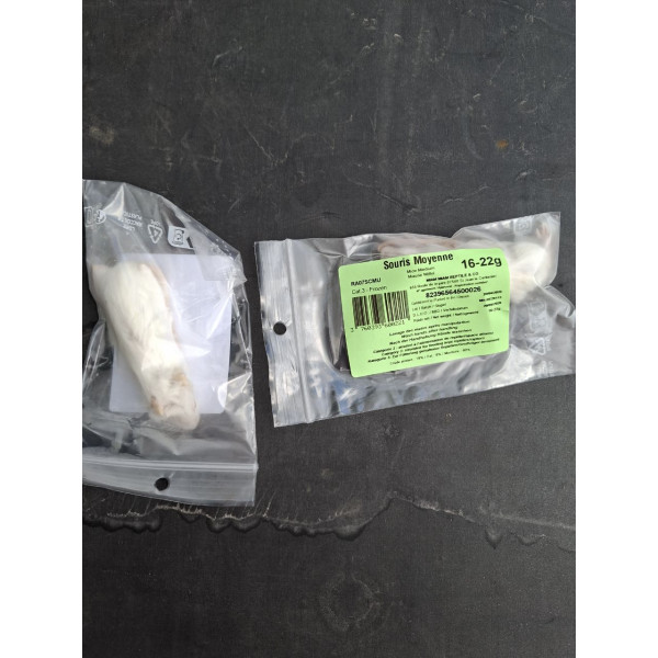 Souris adulte 16-22g congelée