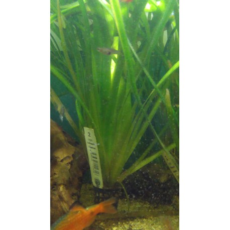 Vallisneria gigantea