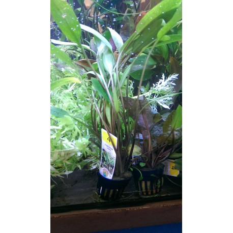 Cryptocoryne lucens