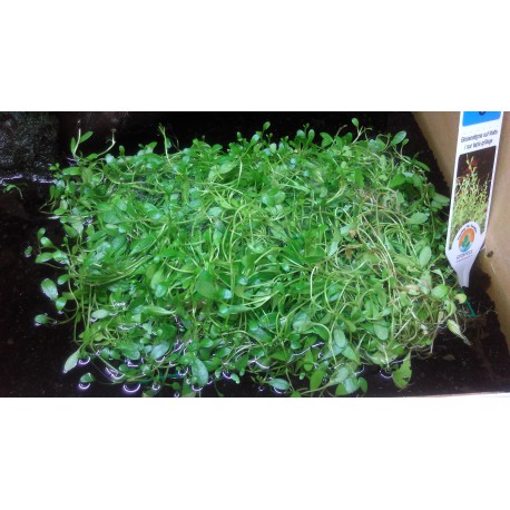 Glossostigma elastinoides tapis 10 par 11