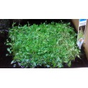 Glossostigma elastinoides tapis 10 par 11