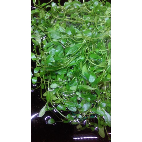 Glossostigma elastinoides tapis 10 par 11