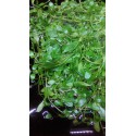 Glossostigma elastinoides tapis 10 par 11