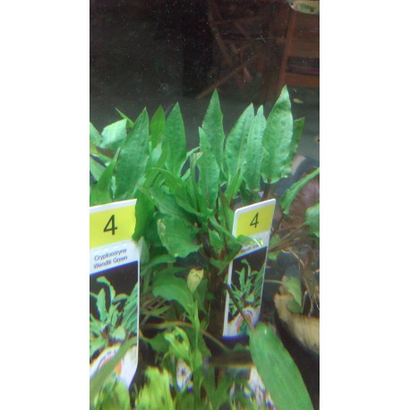 Cryptocoryne wendtii