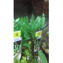 Cryptocoryne wendtii