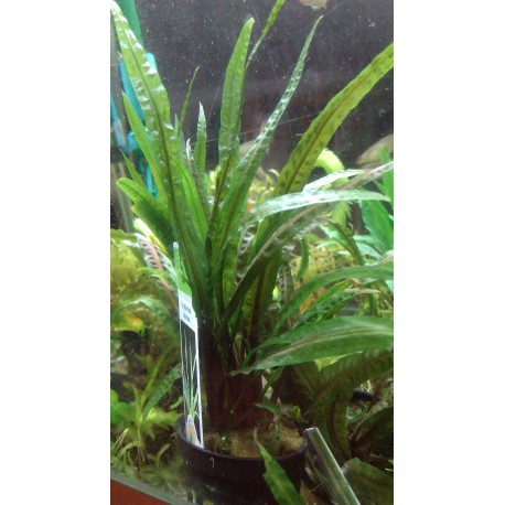 Cryptocoryne balansae