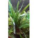 Cryptocoryne balansae