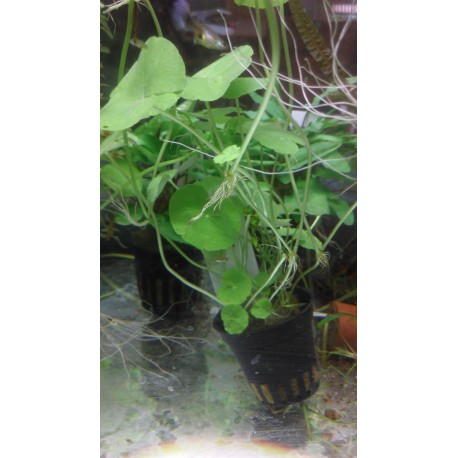 Hydrocotyle leucocephala