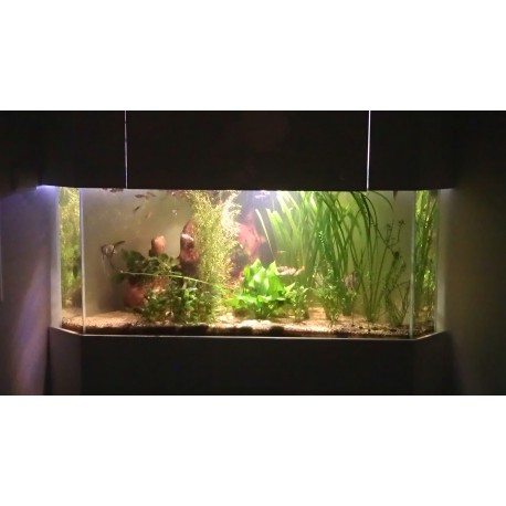 Aquarium et meuble d'angle 350 litres