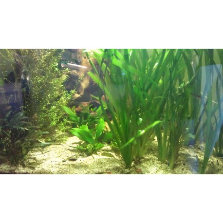 Aquarium et meuble d'angle 350 litres