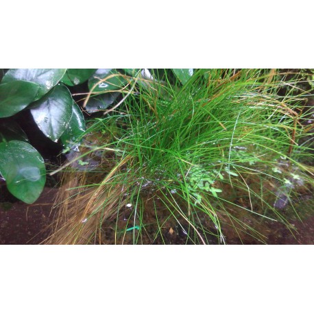 Eleocharis acicularis tapis 15 par 10cm