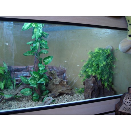 Terrarium d'angle pour Pogona