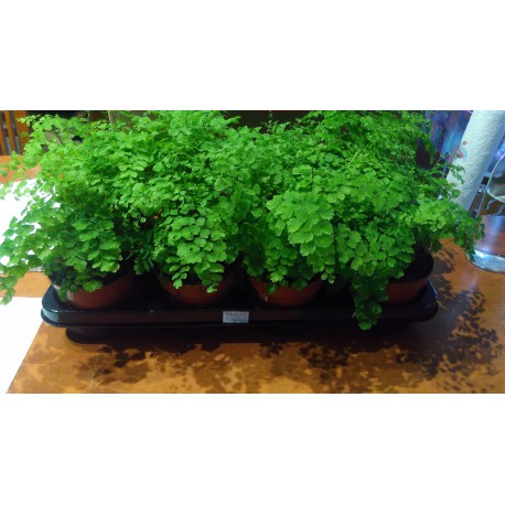 Adiantum fragans