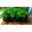 Adiantum fragans