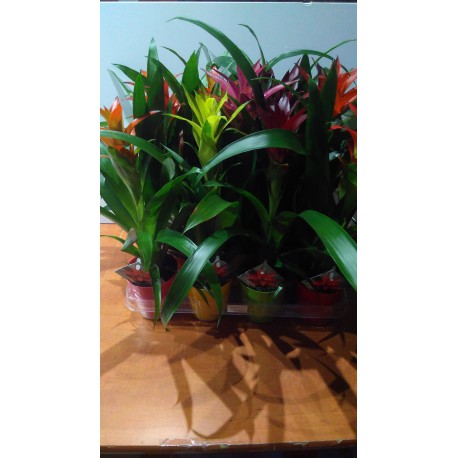 Guzmania variée