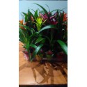 Guzmania variée