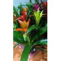 Guzmania variée