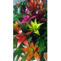 Guzmania variée