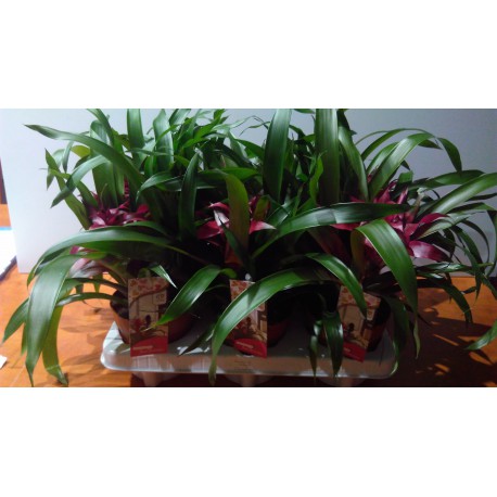 Guzmania violet