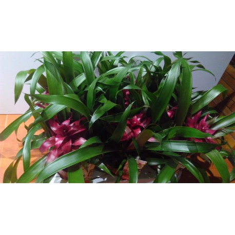 Guzmania violet