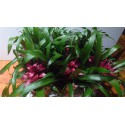 Guzmania violet