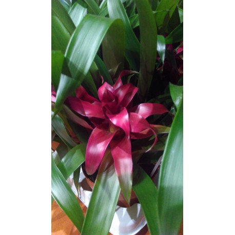 Guzmania violet