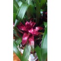 Guzmania violet