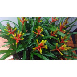 Guzmania dissitiflora