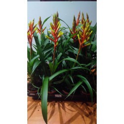 Guzmania dissitiflora