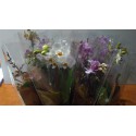 Phalaenopsis variée