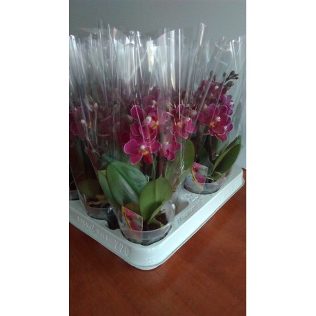Phalaenopsis miniflora