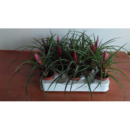 Tillandsia cyanea