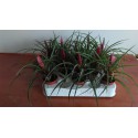 Tillandsia cyanea