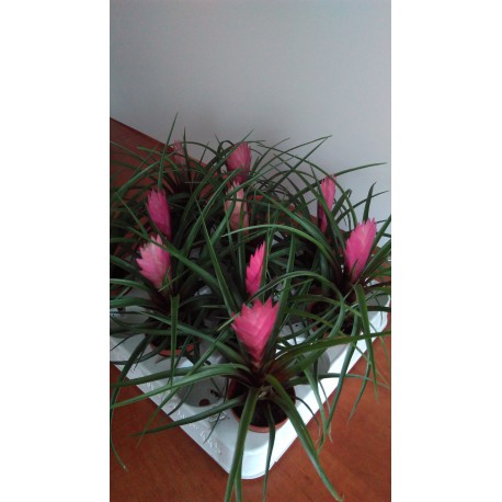 Tillandsia cyanea