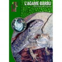 Pogona Vitticeps- l'Agame Barbu