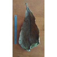 Feuille de Terminalis catappa 15-20cm