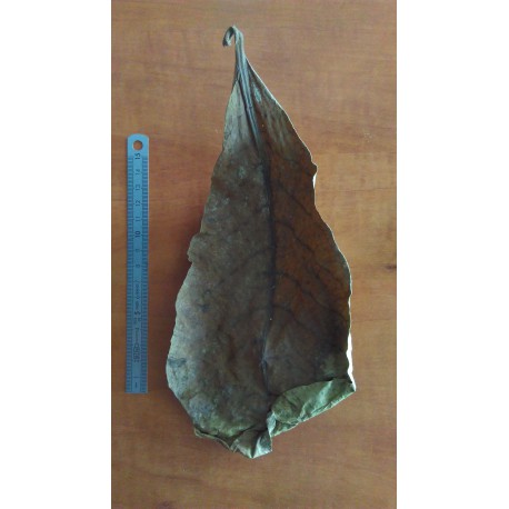 Feuille de Terminalis catappa 15-20cm