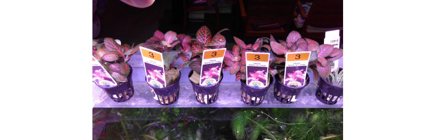 Plante