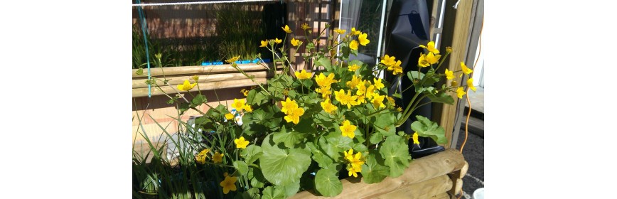 Plante